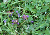 Self heal and white clover lawn weeds - photo